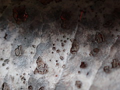 Phyllosticta heteromeles