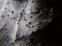 Phyllosticta heteromeles