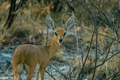 Raphicerus campestris steinhardti