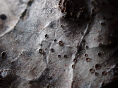 Phyllosticta heteromeles