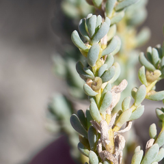 Osteocarpum acropterum