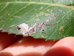 Stigmella heteromelis