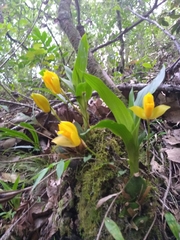 Lycaste aromatica