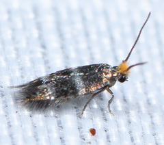 Stigmella ceanothi