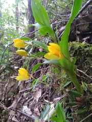 Lycaste aromatica