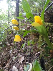 Lycaste aromatica