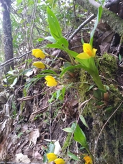 Lycaste aromatica