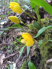 Lycaste aromatica
