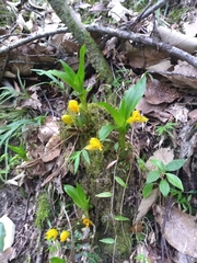 Lycaste aromatica