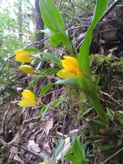 Lycaste aromatica