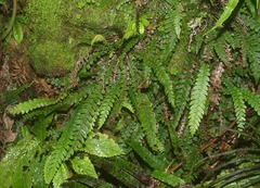 Blechnum × aggregatum