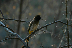 Pycnonotus nigricans