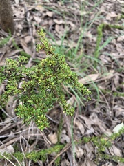 Cryptandra spinescens