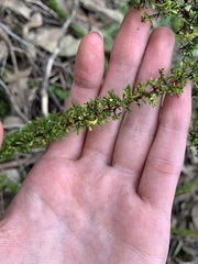 Cryptandra spinescens