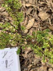 Cryptandra spinescens