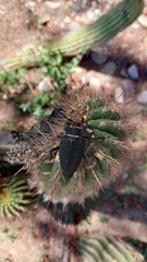 Calocomus rugosipennis