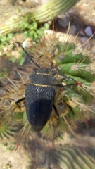 Calocomus rugosipennis