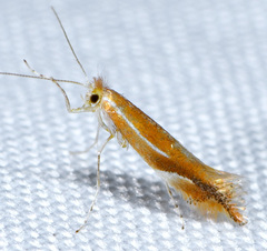 Phyllonorycter sandraella