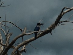 Todiramphus macleayii macleayii