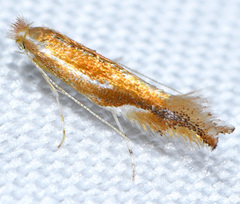 Phyllonorycter sandraella