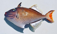 Xanthichthys ringens
