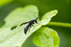 Allorhynchium chinense