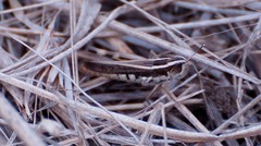 Macrotona securiformis