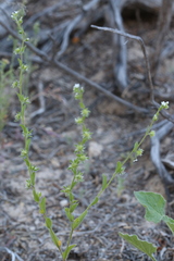 Lappula redowskii redowskii