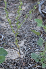 Lappula redowskii redowskii