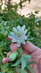 Passiflora tucumanensis