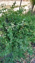 Passiflora tucumanensis