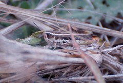 Macrotona securiformis