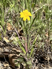Pseudobahia heermannii