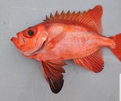 Priacanthidae