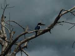 Todiramphus macleayii macleayii