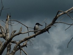 Todiramphus macleayii macleayii