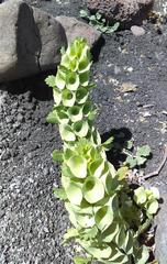 Moluccella laevis