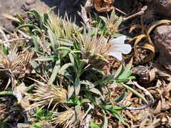 Lepidagathis trinervis