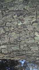 Crematogaster schmidti