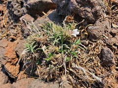 Lepidagathis trinervis