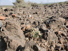 Lepidagathis trinervis