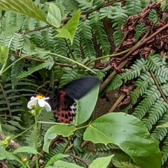 Papilio thaiwanus
