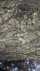 Crematogaster schmidti