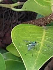 Chrysosoma globiferum