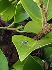 Chrysosoma globiferum