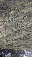 Crematogaster schmidti