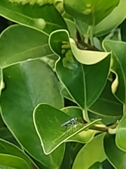 Chrysosoma globiferum