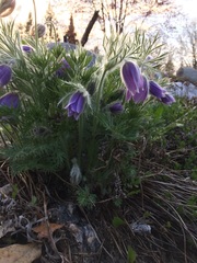 Pulsatilla