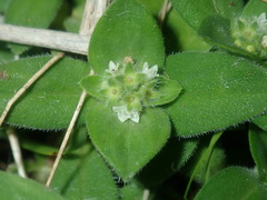 Richardia humistrata