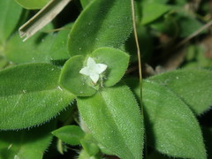 Richardia humistrata